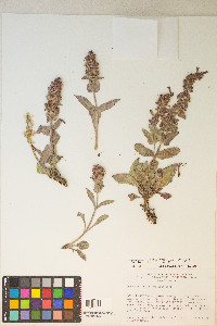 Penstemon calcareus image