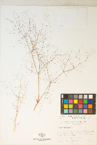 Eriogonum trichopes image