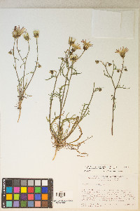 Calycoseris wrightii image