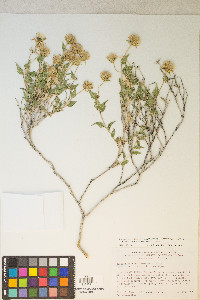 Brickellia atractyloides image