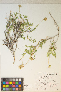 Brickellia atractyloides image