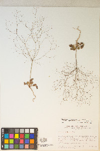 Eriogonum trichopes image