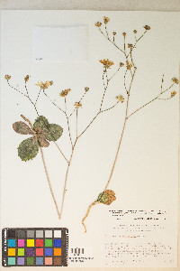 Atrichoseris platyphylla image