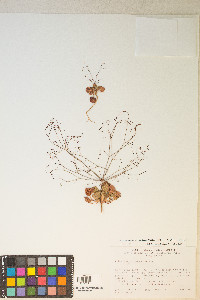 Eriogonum trichopes image