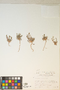 Chorizanthe brevicornu image