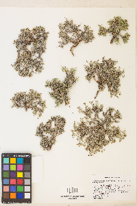 Eriogonum microthecum var. phoeniceum image