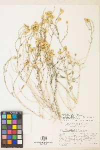 Acamptopappus shockleyi image