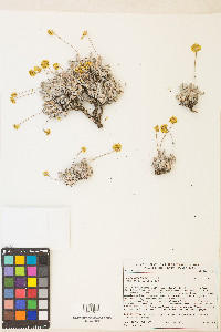 Eriogonum lewisii image