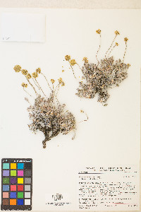 Eriogonum lewisii image