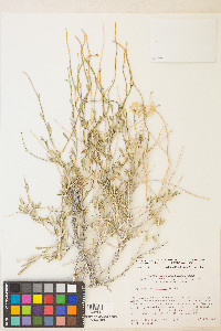 Acamptopappus shockleyi image