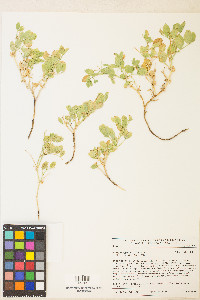 Lathyrus grimesii image
