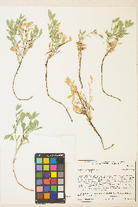 Lathyrus grimesii image