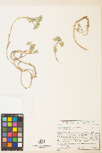 Trifolium leibergii image