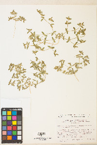 Euphorbia ocellata subsp. arenicola image