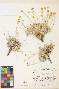 Eriogonum lewisii image