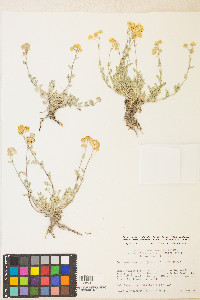 Sphaeromeria potentilloides image