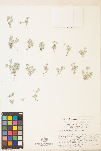 Stylocline psilocarphoides image