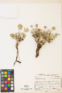 Eriogonum robustum image