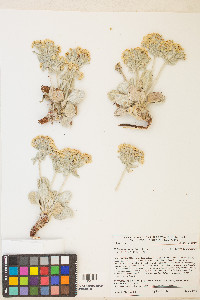 Eriogonum robustum image