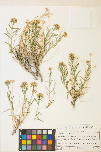 Sphaeromeria diversifolia image