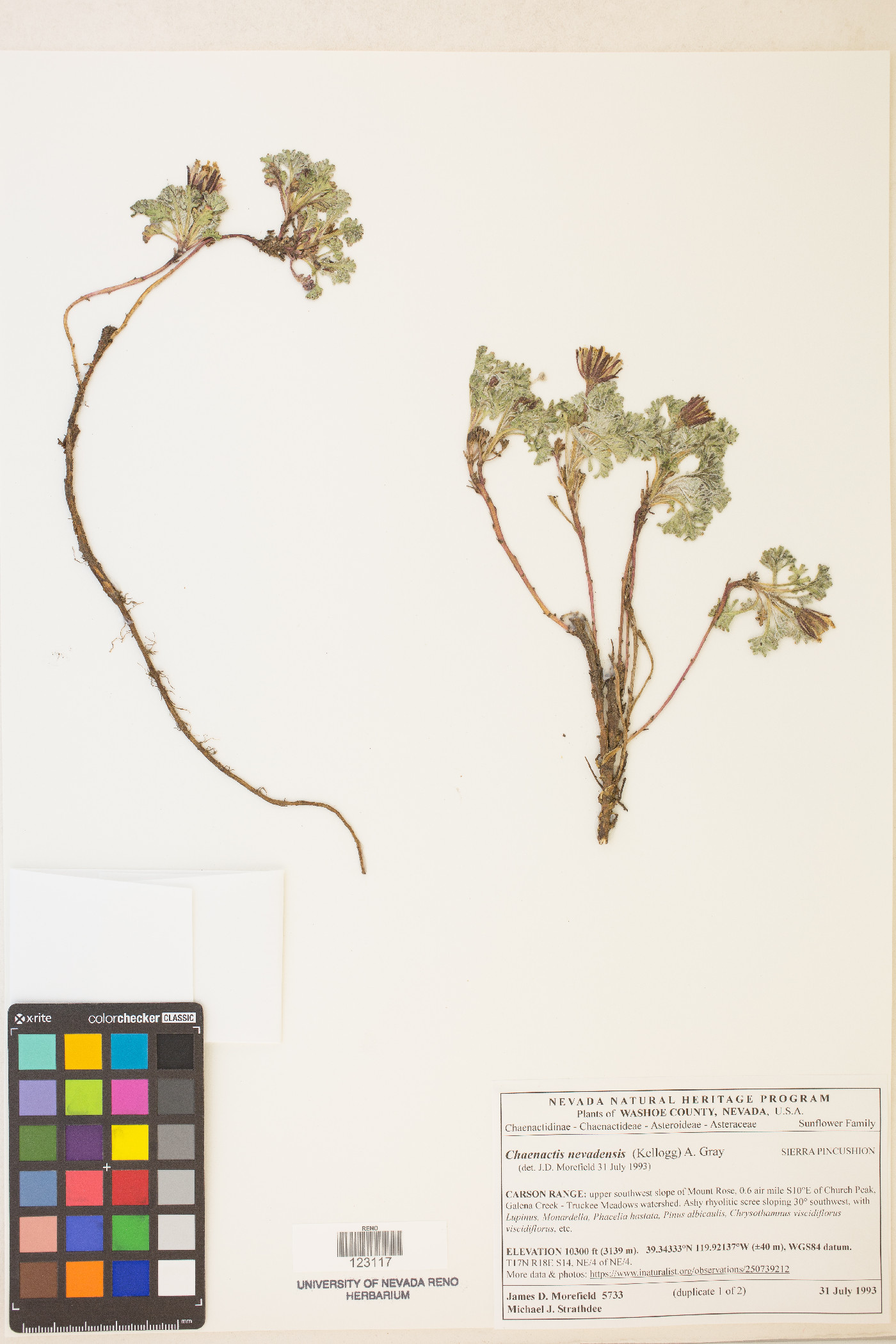 Chaenactis nevadensis image