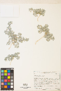 Astragalus tiehmii image