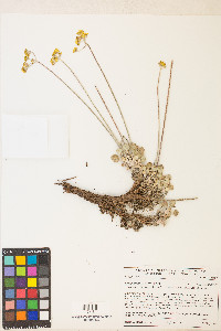 Eriogonum strictum image