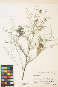 Astragalus aequalis image