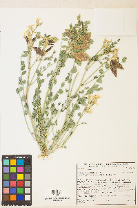 Astragalus oophorus image