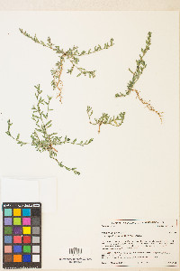 Polygonum aviculare subsp. depressum image