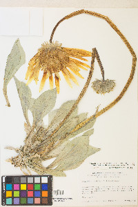 Enceliopsis covillei image