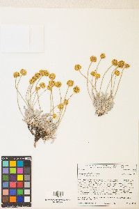 Eriogonum lewisii image