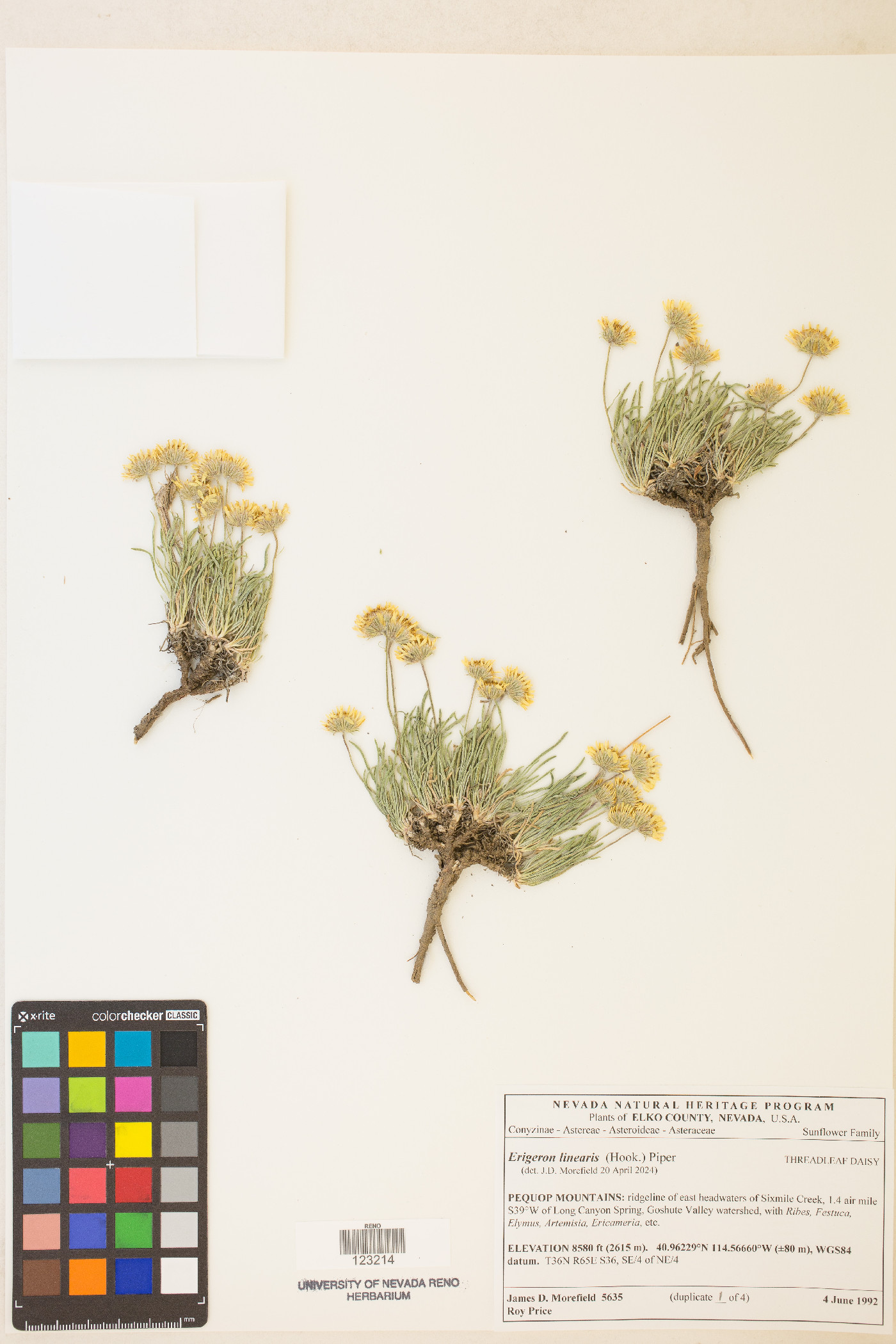 Erigeron linearis image
