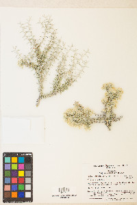 Tetradymia nuttallii image