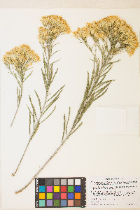 Ericameria nauseosa var. salicifolia image