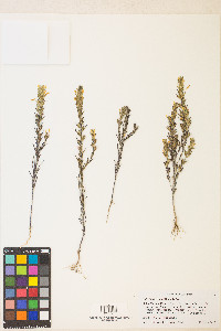 Orthocarpus tolmiei image
