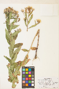 Eucephalus engelmannii image
