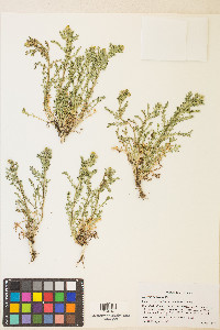 Matricaria discoidea image