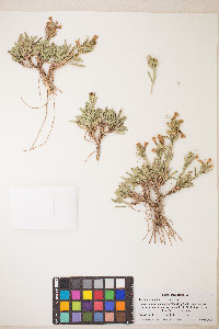 Penstemon barnebyi image