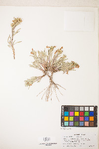 Penstemon barnebyi image