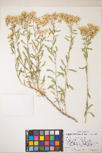 Lorandersonia linifolia image