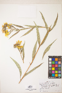Helianthus nuttallii image