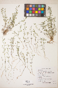 Chaenorhinum minus subsp. minus image