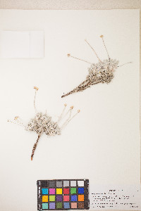Eriogonum kingii image