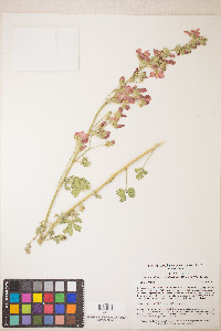 Sphaeralcea grossulariifolia image