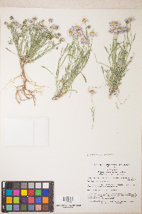 Erigeron concinnus var. concinnus image