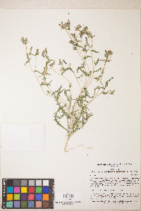 Mentzelia albicaulis image