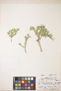 Rhinotropis subspinosa image