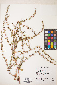 Rumex conglomeratus image