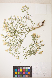 Centaurea diffusa image